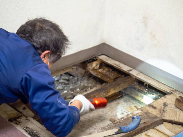 Best Mold Removal Specialists  in Lemon Hill, CA