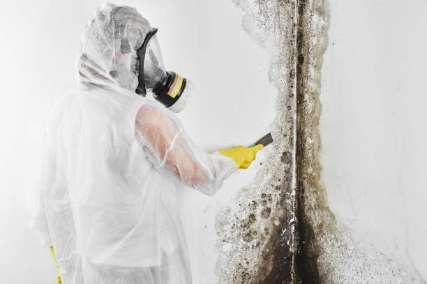 Best Mold Removal and Inspection  in Lemon Hill, CA