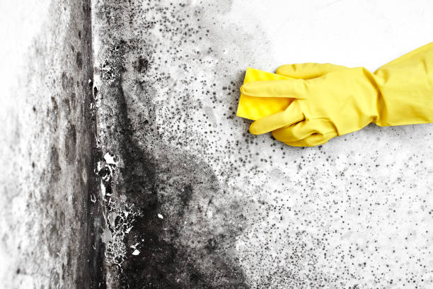 Best Residential Mold Removal  in Lemon Hill, CA