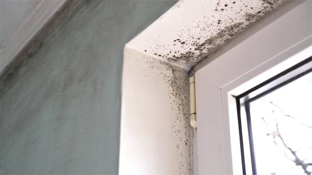 Best Mold Removal Company Near Me  in Lemon Hill, CA
