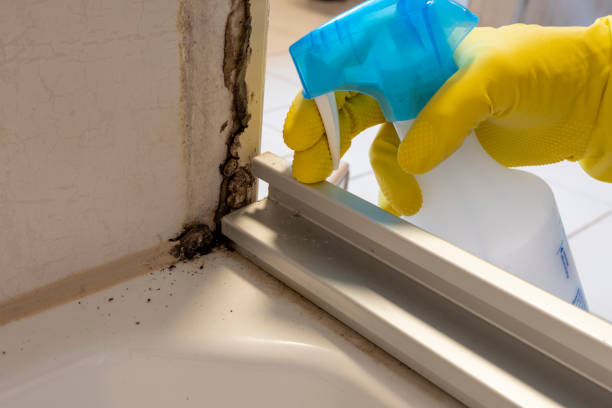 Best Commercial Mold Removal  in Lemon Hill, CA