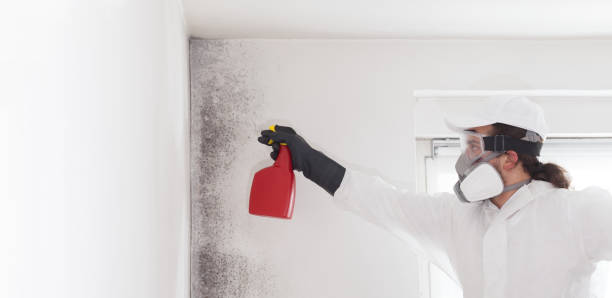 Best Mold Damage Repair  in Lemon Hill, CA