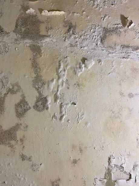Trusted Lemon Hill, CA Mold Removal Experts