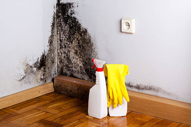 Best Best Mold Removal Companies  in Lemon Hill, CA