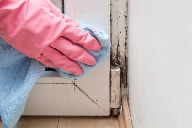 Best Mold Cleaning Services  in Lemon Hill, CA
