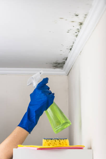 Best Certified Mold Removal  in Lemon Hill, CA