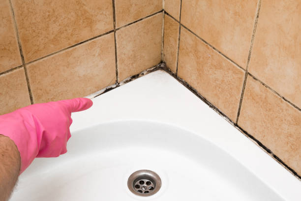 Best Best Mold Removal Companies  in Lemon Hill, CA
