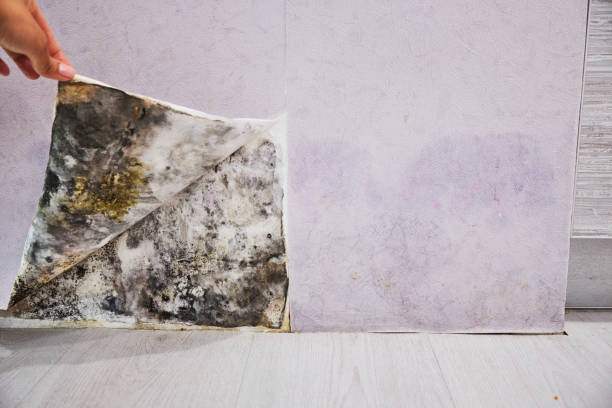 Best Affordable Mold Removal  in Lemon Hill, CA